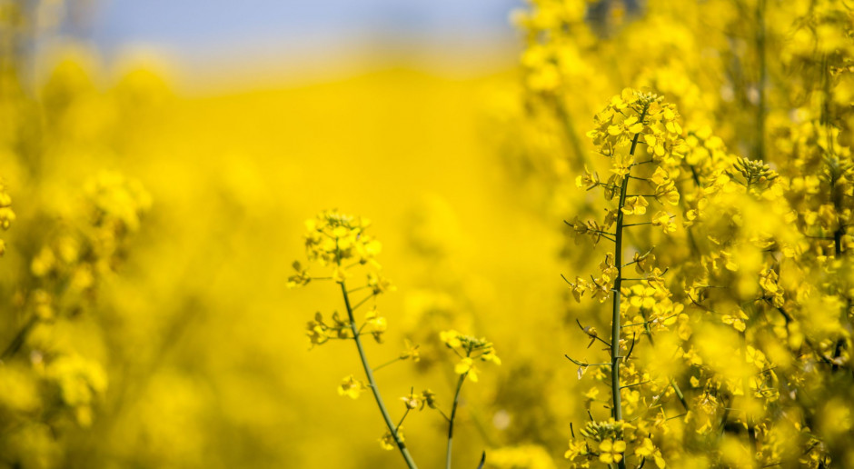 Fot. Shutterstock Nowy kilkuletni szczyt notowań rzepaku na MATIF