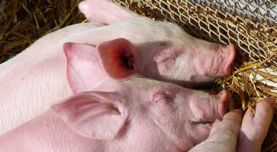 Chińczycy wykorzystywali świnie do testowania pasów w autach, Foto: Pixabay Świnie wykorzystywane do testów zderzeniowych samochodów w Chinach
