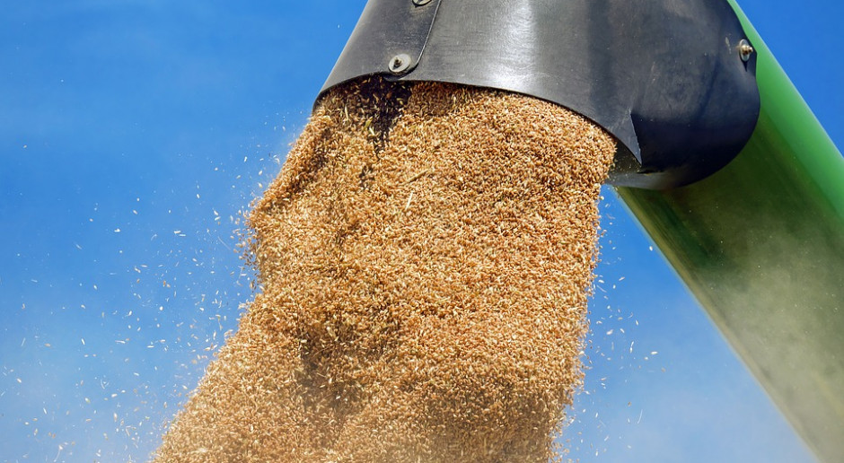 Fot.pixabay.com FAO: Spadek prognozy światowej produkcji zbóż ogółem