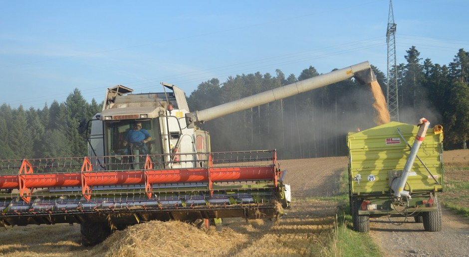 USDA: Większa prognoza światowej produkcji pszenicy, mniejsza dla zbóż paszowych 