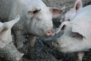 Stabilizacja unijnych cen świń rzeźnych, ale nie w Danii