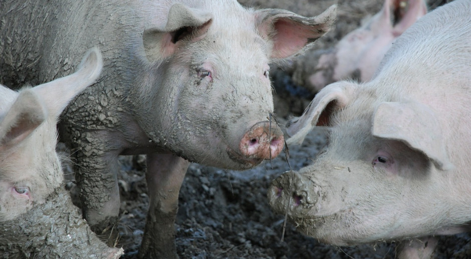 Stabilizacja unijnych cen świń rzeźnych, ale nie w Danii