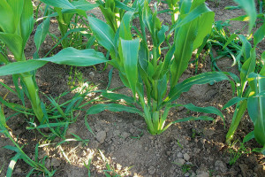 Anomalie w wyglądzie kukurydzy do fazy kwitnienia - cz. 1.