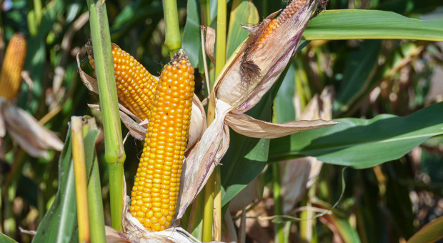 Kukurydza tak, monokultura nie