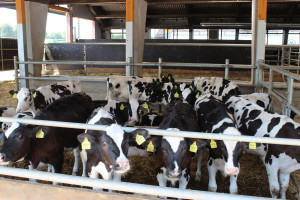 Nowe narzędzie dla hodowców bydła mlecznego niebawem w użyciu 