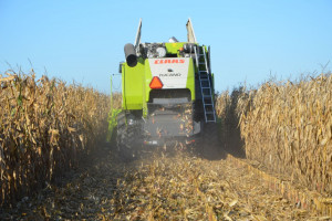 Kukurydza prawie zebrana – plon niski 