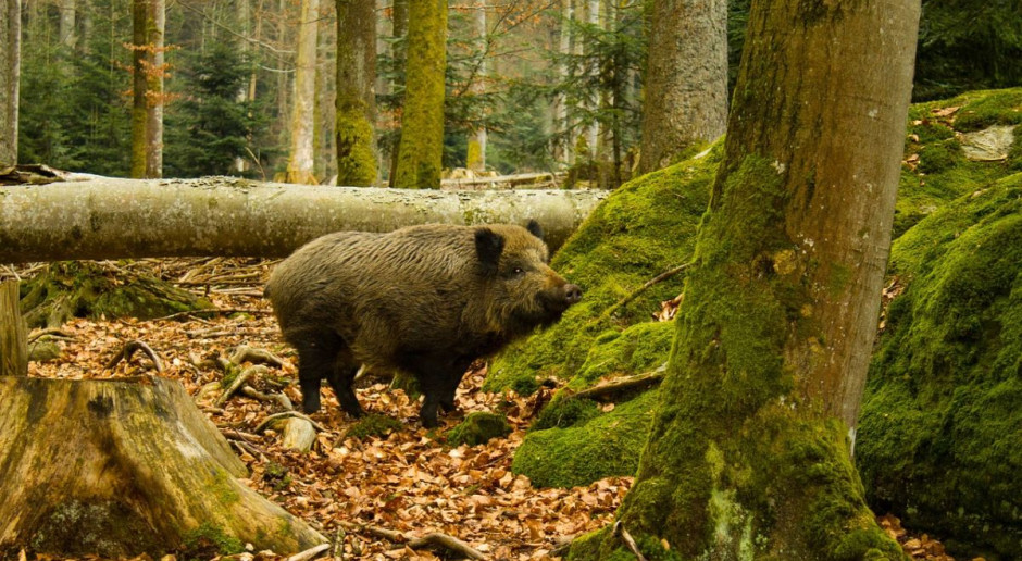 Fot.Pixabay.com Afrykański pomór świń dotarł do Zielonej Góry