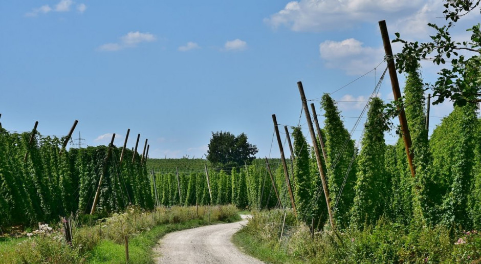 W opinii browarów, podniesienie akcyzy na piwo odbije się też na rolnikach, Foto: Pixabay Podniesienie akcyzy na piwo odbije się na rolnikach. Browary Polskie krytykują rządowy pomysł
