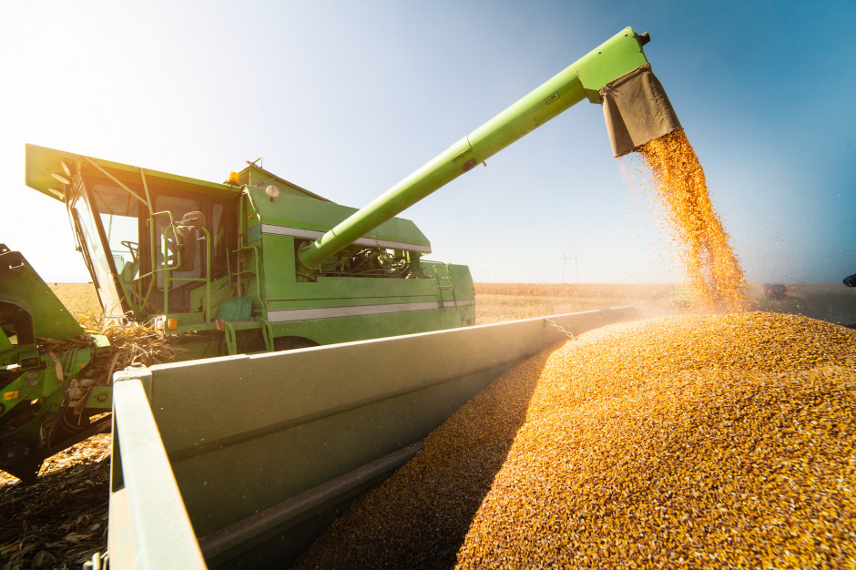 IGC prognozuje o 74 mln ton większe świtowe zbiory kukurydzy niż rok temu; Fot Shutterstock