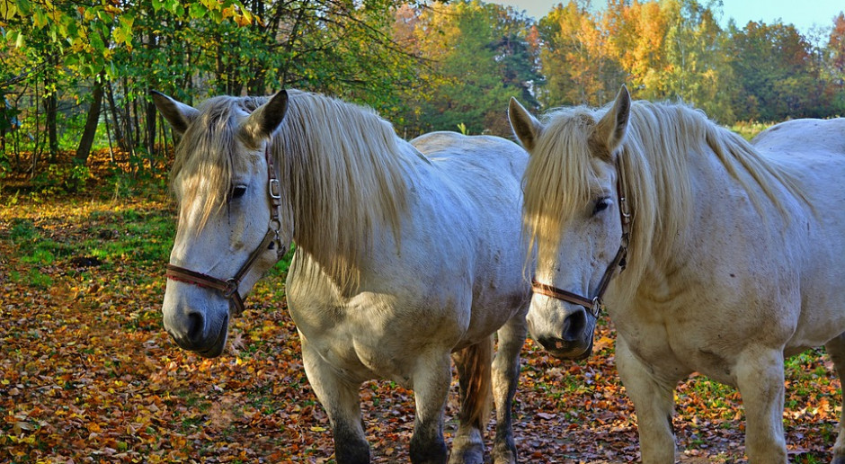 fot. Pixabay Nabór na inwestycje na obszarach Natura 2000 w grudniu