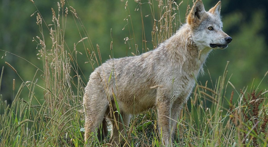 Holender przez pomyłkę zastrzeli wilka, Fot. Pixabay Holenderski myśliwy zastrzelił wilka pod Opolem