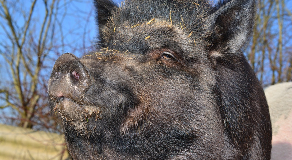 Fot.Pixabay.com Ponad 200 nowych przypadków ASF na obszarze Polski