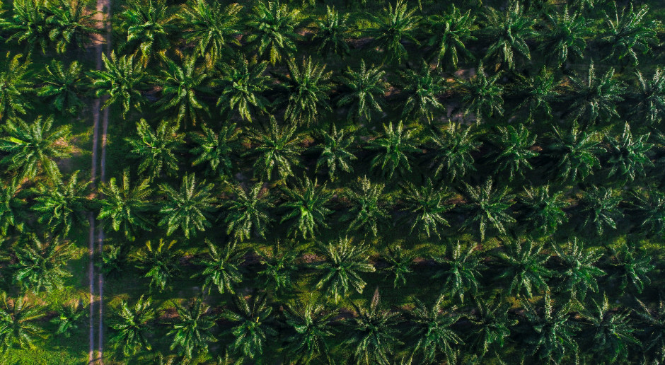 Fot. Shutterstock Na plantacji palmowej jeden dron zastąpi 500 rolników