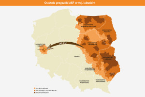 Wyznaczono strefy ASF na zachodzie Polski