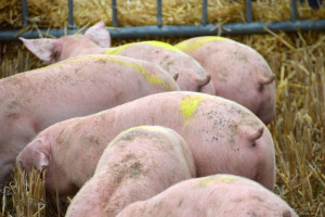 UE: Wzrostowe trendy cen świń rzeźnych w całej Europie
