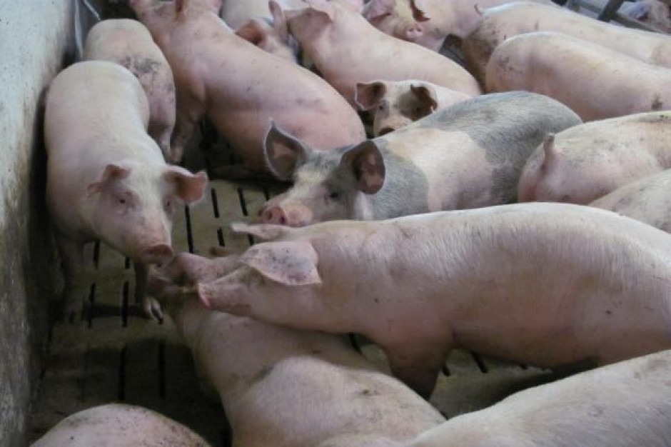 Bardzo duży spadek cen świń w Niemczech, Fot. BW