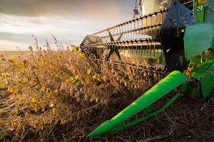 IGC: nieznaczny spadek prognozy światowej produkcji soi w sezonie 2021/2022