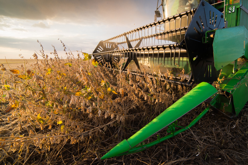 Prognoza zbiorów soi w UE wynosi obecnie 2,9 mln ton, czyli +11,5 proc. w porównaniu z poprzednim rokiem; Fot Shutterstock