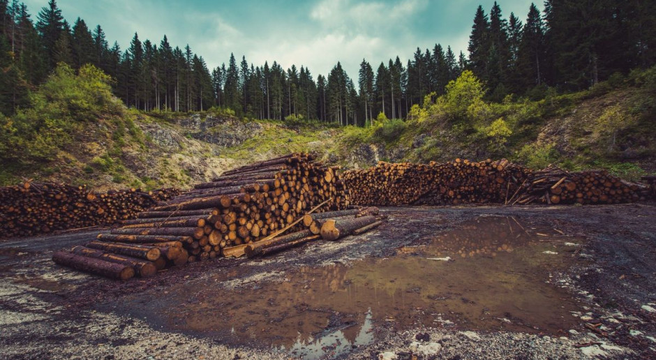 Nowe zasady sprzedaży drewna w Lasach Państwowych. Co się zmieni?