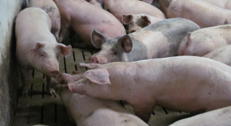 Fot. BW KZP-PTCh: Tuczniki w Lubuskiem tańsze o kilkadziesiąt groszy