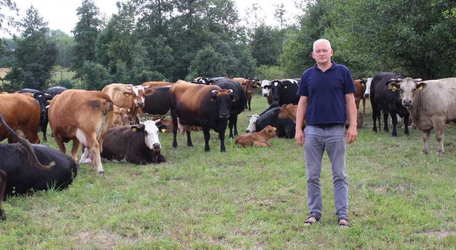Stado jest zróżnicowane pod względem rasowym, fot. Ł.Ch. Produkcja odsadków w systemie ekologicznym