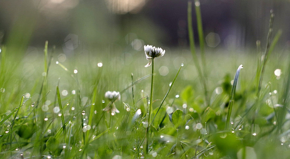 Fot. pixabay.com Dania: Powstanie pierwsza komercyjna rafineria białka roślinnego