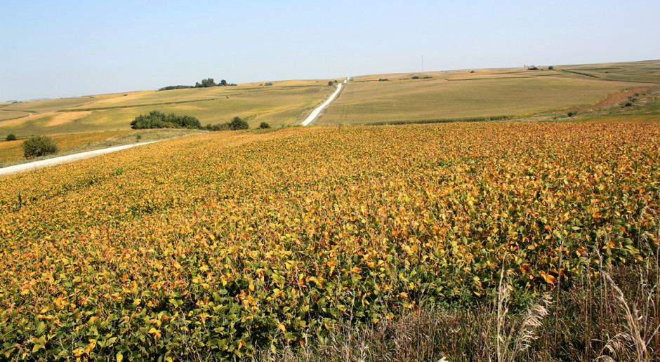 Soja w stanie Iowa, USA; Fot. A. Kobus Innowacyjna technologia diagnozująca stresy w soi