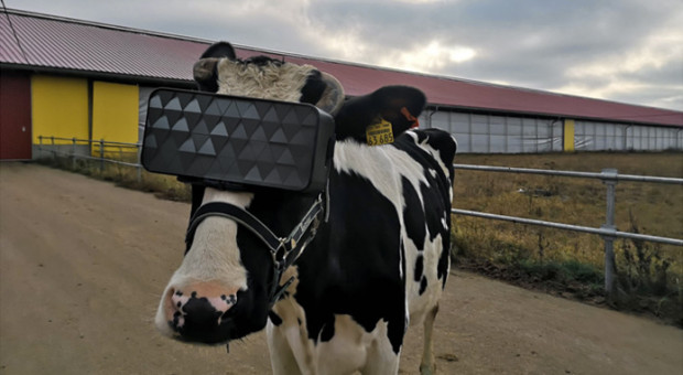 Krowy przechodzą do rzeczywistości wirtualnej