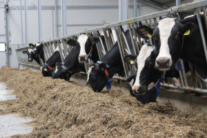 Producenci mleka domagają się zabezpieczeń antykryzysowych 