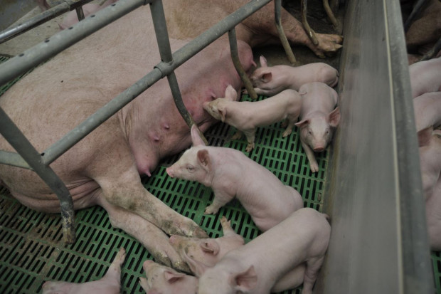 Zwiększenie efektywności chowu świń jest możliwe