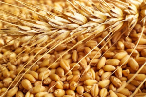 Ceny ziarna zbóż nieznacznie wzrosły 