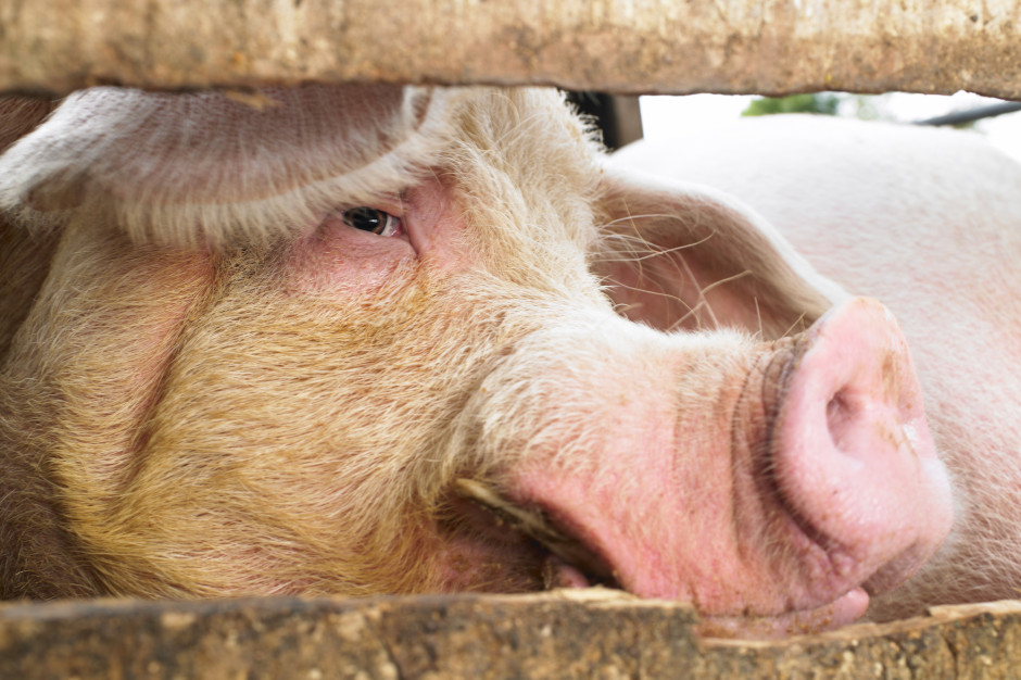 Wymogi związane ze zwalczaniem ASF dla gospodarstw utrzymujących świnie na użytek własny zostały złagodzone od 10 maja, fot. Shutterstock