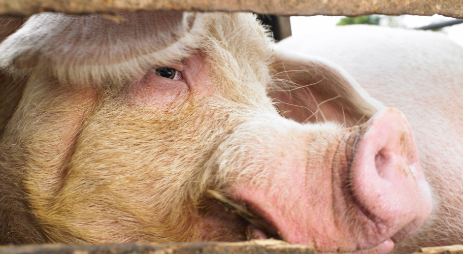 Nadal rosną ceny świń rzeźnych w UE