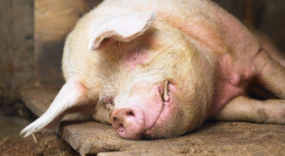 Fot. Shutterstock Węgry: cena tucznika wzrosła o 40 proc. w ciągu roku