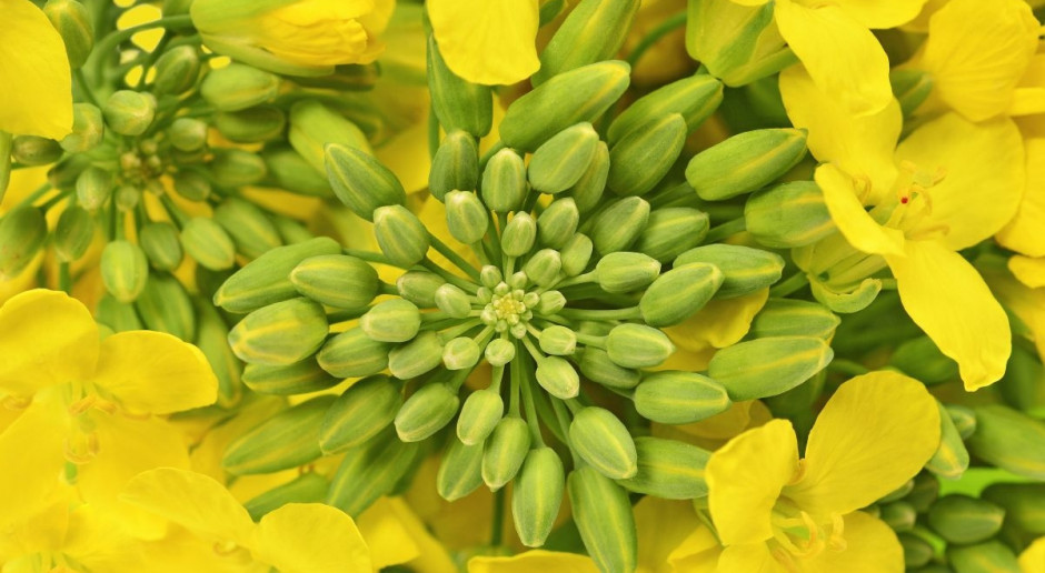 Fot. Shutterstock Rzepak na giełdzie w Paryżu coraz mocniejszy