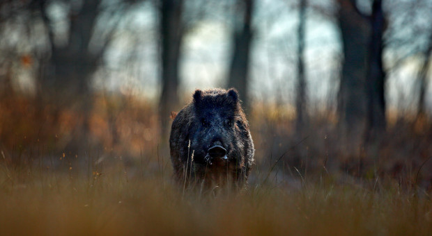 Brandenburgia w ramach walki z ASF wypłaca premie za zabite dziki