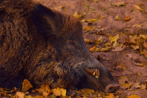 Blisko 50 ognisk ASF dzików. Połowa na Dolnym Śląsku