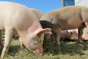 UE: Nadal rosną ceny świń rzeźnych w całej Europie