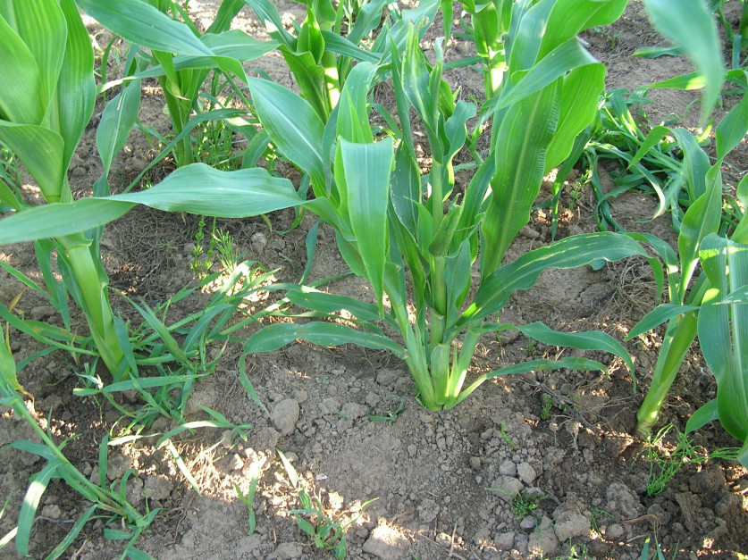 Anomalie w wyglądzie kukurydzy do fazy kwitnienia