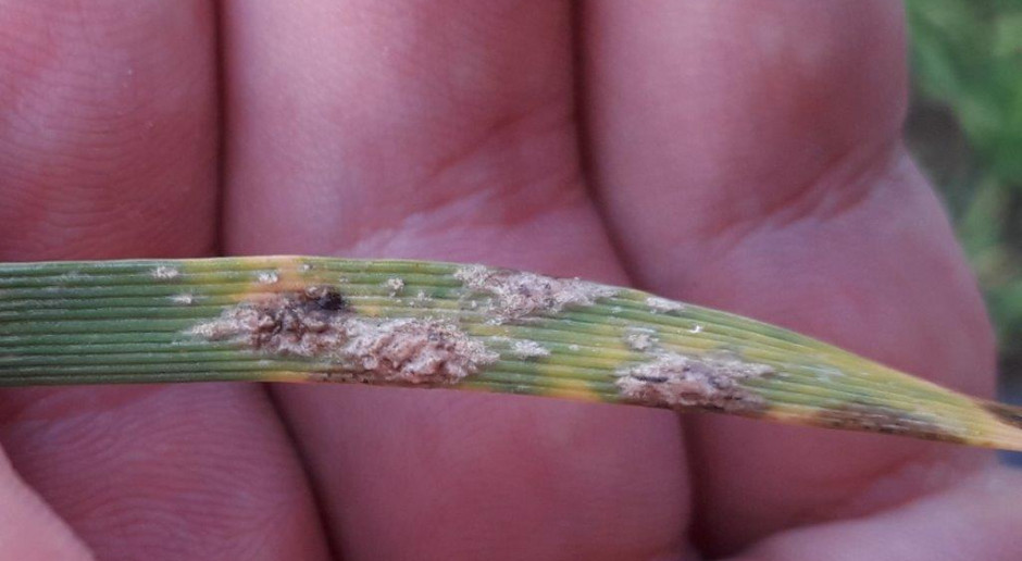 fot. farmer.pl Tiofanat metylowy nie uzyskał odnowienia