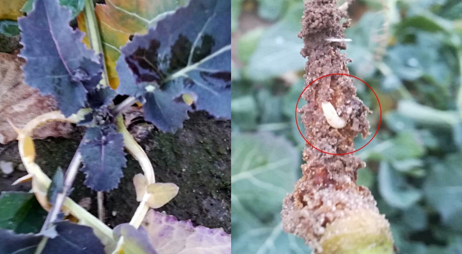 Uszkodzenia spowodowane przez śmietkę kapuścianą; Fot. A. Kobus Oceń szkodliwość śmietki na plantacji rzepaku