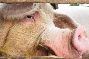 UE: Ceny świń rzeźnych w tendencji wzrostowej