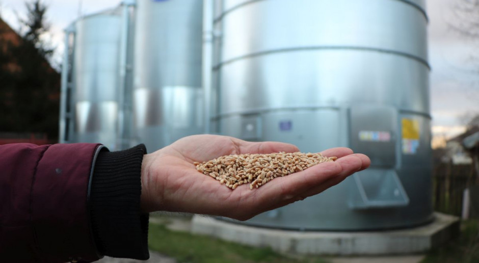 Ogółem od lipca 2019 do marca 2020 r. wysłaliśmy 2,8 mln ton zboża, niemal dwukrotnie więcej niż rok wcześniej (1,5 mln ton), fot. Tomasz Kuchta Mimo suszy zboże płynie za granicę