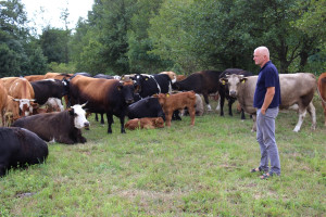 Jakie potrzeby zmian widzą hodowcy bydła mięsnego?