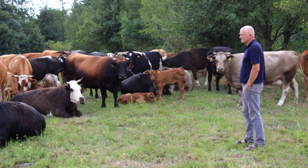 Jakie potrzeby zmian widzą hodowcy bydła mięsnego?