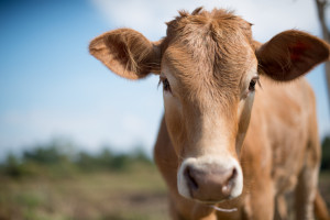 Protesty rolników w Holandii: nie chcą redukcji w hodowli zwierząt