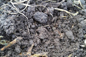Herbatka kompostowa - nietypowa hodowla dla gleby