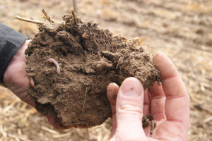 Biowegiel - z korzyścią dla gleby i atmosfery