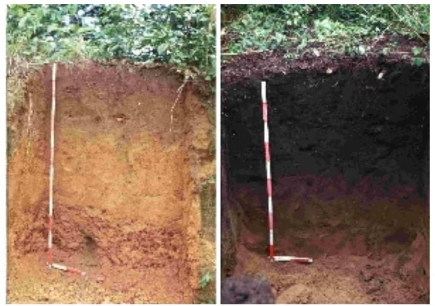 Porównanie odkrywek glebowych, po prawej gleba terra preta. Źródło: Solonaescola.