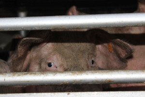 W chlewni padło tysiąc świń - prokurator w gospodarstwie